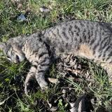 Photo de chat trouvé à Saint Julien En Genevois