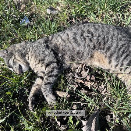 Photo 1/1 Chat trouvé Trouvé à Saint julien en genevois