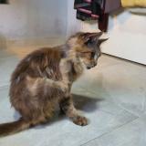 Photo de chat retrouvé à Singapore