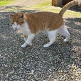 Photo de chat perdu à Montbazens