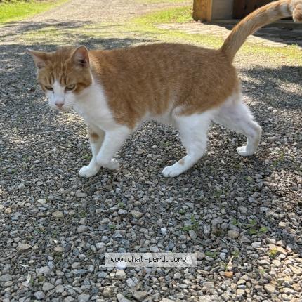 Photo 1/1 Moun Chat perdu à Montbazens