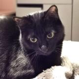 Photo de chat perdu à Vertou