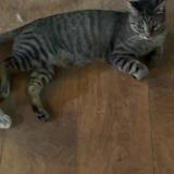 Photo de chat perdu à Basauri