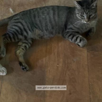Photo 1/1 pitxin-ator Chat perdu à Basauri