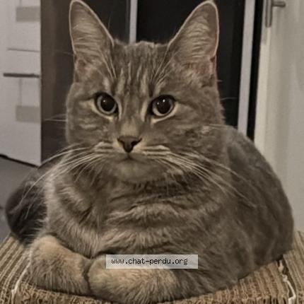 Photo 1/1 Mimi Chat perdu à Uccle