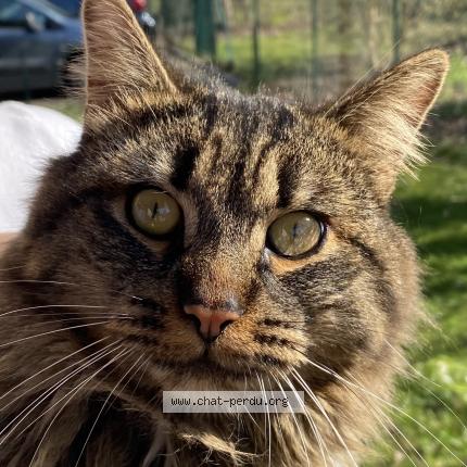 Photo 1/4 Chat trouvé Trouvé à Aubergenville