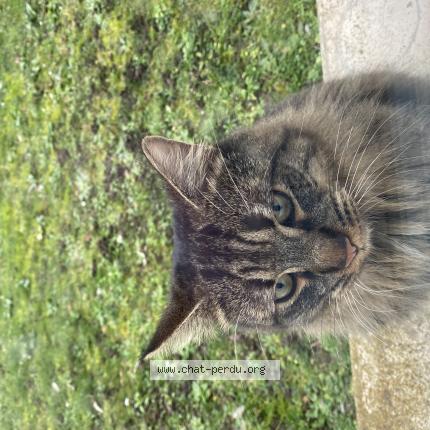 Photo 2/4 Chat trouvé Trouvé à Aubergenville