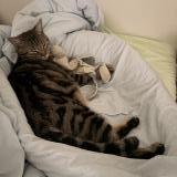 Photo de chat perdu à Lectoure