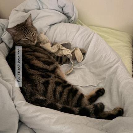 Photo 1/2 Johnny-choukry Chat perdu à Lectoure