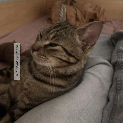 Photo 2/2 Johnny-choukry Chat perdu à Lectoure