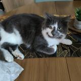 Photo de chat perdu à Athis De L Orne