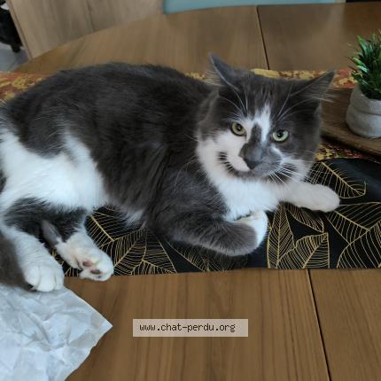 Photo 1/1 Aston Chat perdu à Athis de l orne