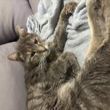 Photo de chat perdu à Nice