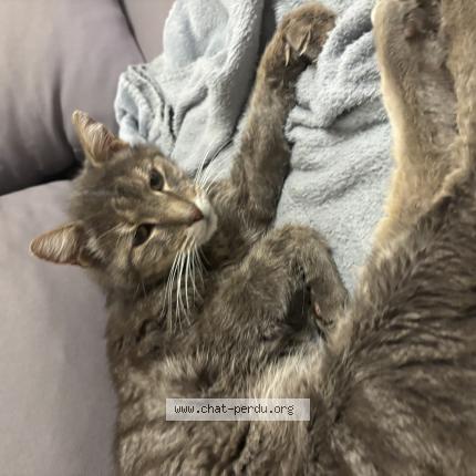 Photo 1/1 TITOU Chat perdu à Nice