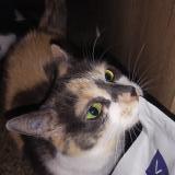 Photo de chat perdu à Mulhouse