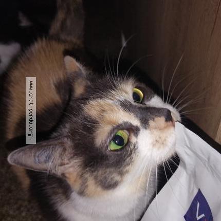 Photo 1/1 Lolotte Chat perdu à Mulhouse