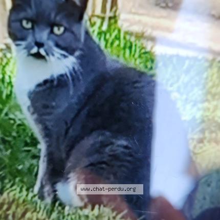 Photo 1/1 Chat trouvé Trouvé à Tours