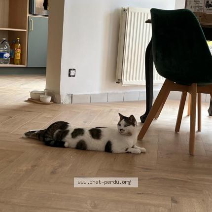 Photo 1/1 Touma Chat perdu à Eysines