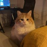 Photo de chat perdu à Saint Gilles