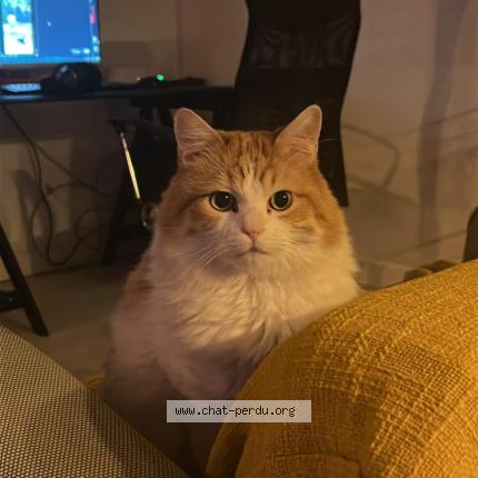 Photo 1/1 Willy Chat perdu à Saint gilles