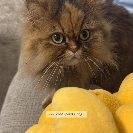 Photo de chat perdu à Wasquehal
