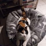 Photo de chat perdu à Batilly En Gatinais