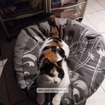 Photo 1/3 Yoko Chat perdu à Batilly en gatinais