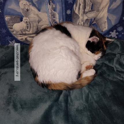 Photo 2/3 Yoko Chat perdu à Batilly en gatinais