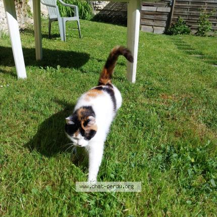 Photo 3/3 Yoko Chat perdu à Batilly en gatinais