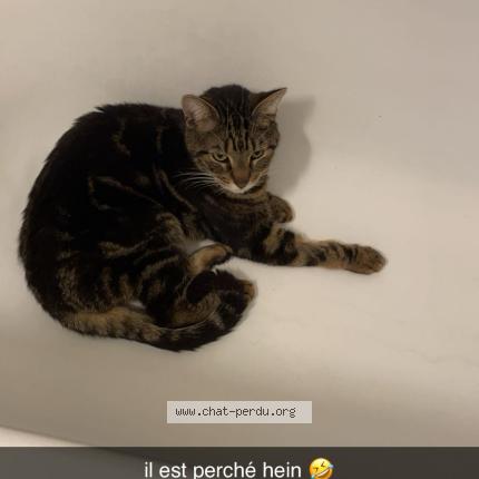 Photo 1/1 Chat retrouvé Perdu à Saint jean le blanc