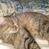 Photo de chat perdu à Ploemeur