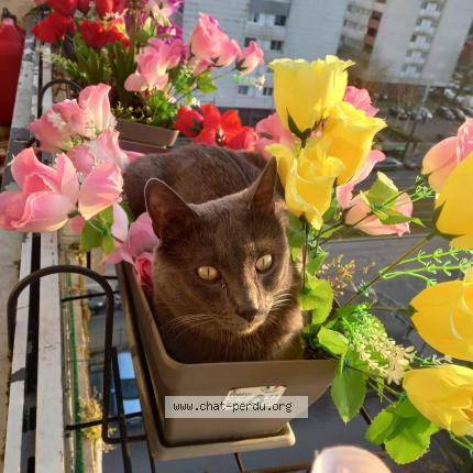 Photo 1/3 Minouche Chat perdu à Clichy sous bois