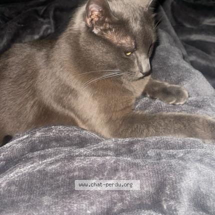 Photo 3/3 Minouche Chat perdu à Clichy sous bois