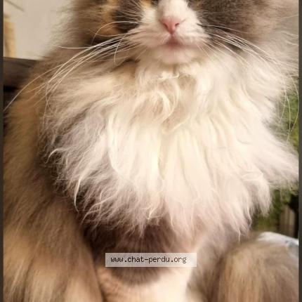 Photo de chat perdu à Leves