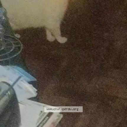 Photo 1/1 Minette Chat perdu à Nanterre