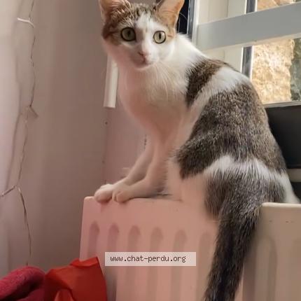 Photo 1/1 Nini Chat perdu à Toulouse