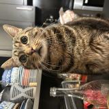 Photo de chat perdu à Brive La Gaillarde