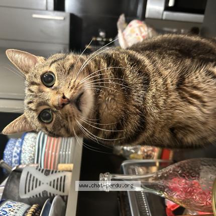 Photo 1/1 Tyrion Chat perdu à Brive la gaillarde