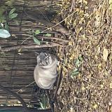 Photo de chat perdu à Draguignan