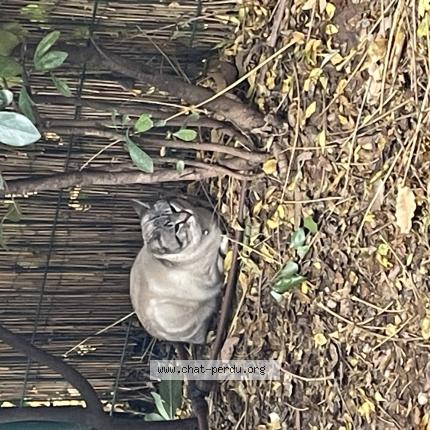 Photo 1/1 Louna Chat perdu à Draguignan
