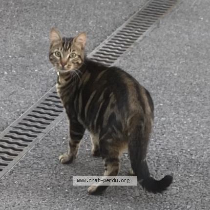 Photo 1/1 Chat retrouvé Perdu à Vaulx