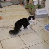 Photo de chat trouvé à Saint Cheron