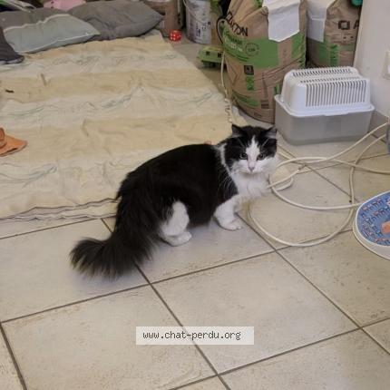 Photo 1/1 Chat trouvé Trouvé à Saint cheron