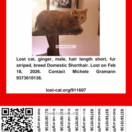 Photo 1/1 Meast Chat perdu à Dayton