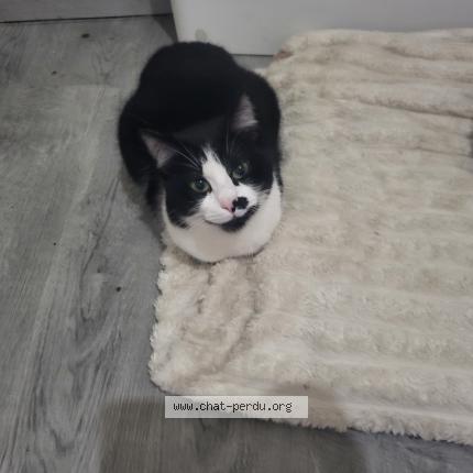 Photo 1/1 Luna Chat perdu à Doue en anjou