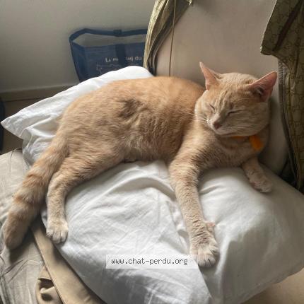 Photo 1/1 Katoul Chat perdu à Coron