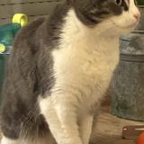 Photo de chat perdu à Sceaux