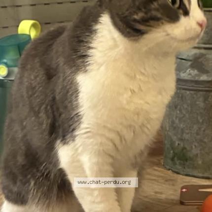 Photo 1/1 Griezmann Chat perdu à Sceaux