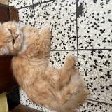 Photo de chat perdu à Houdeng Aimeries