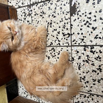 Photo 1/1 Snowbelle Chat perdu à Houdeng aimeries